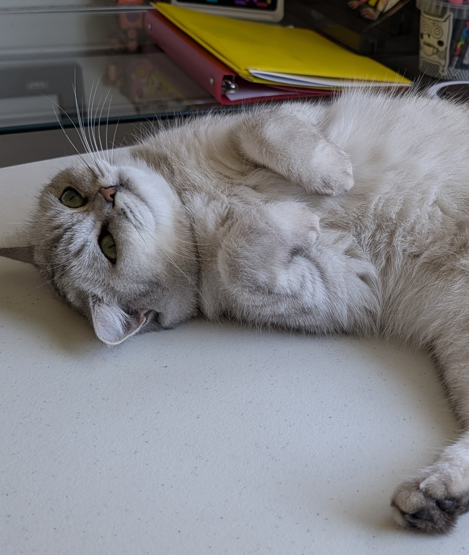 A cat is quiet joy